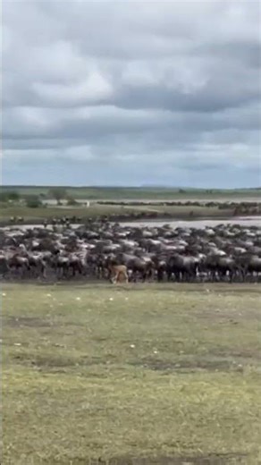 The Beginning of the Great Wildebeest Migration 🇹🇿🐃