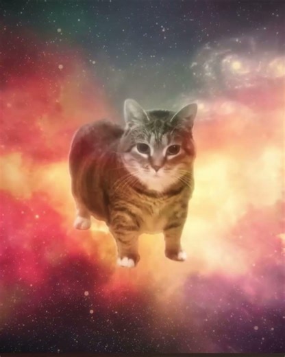 Olny the ogg know this cat#viral