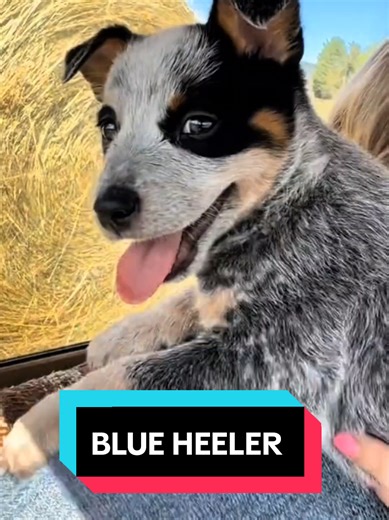 Understanding Blue Heelers: The Ultimate Farm Dog