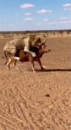 360° DEATH SPIN! 😱 Lion Regrets Attacking This Bull 🦁🐃