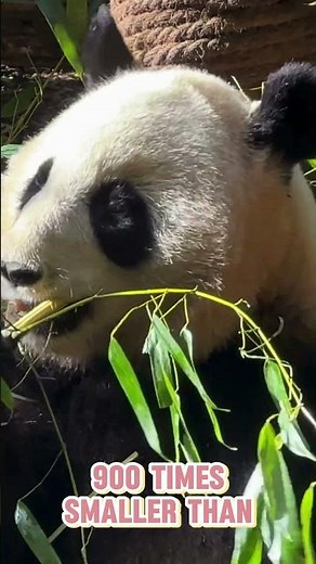 Pandas in a Nutshell 🐼 Fun & Fast Facts!