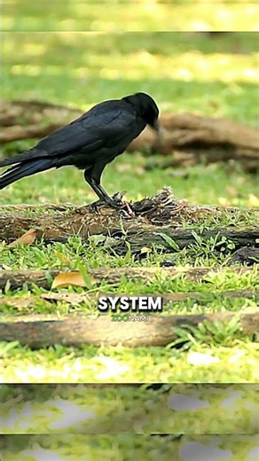 Sweden Trained Crows to Clean the Streets And It Actually Worked #shorts