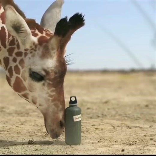 giraffe vs elephant fight for water#giraffe #giraffevselephant #elephant #shorts - Shubham Goswami