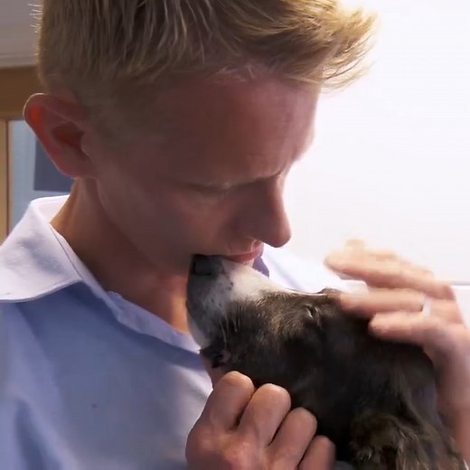 At the Border Collie Spot, Dr Scott examines a 7-month-old puppy who’s been brought in with lame back legs 😓 Will this young dog need major surgery? 🐶 | Bondi Vet