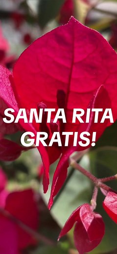 Reproducción de Santa Rita (Buganvilia): Métodos Super Fáciles