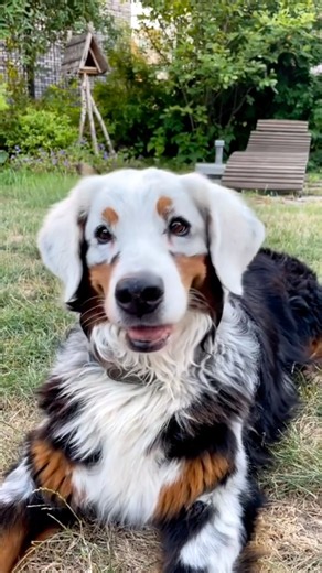 Why Black Dogs Turn White #goodtoknow #vitiligo #vet #medicine #educational #funfacts #lifehacks