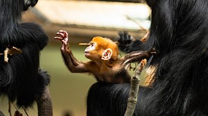 Endangered monkey born at UK zoo - and it's bright orange