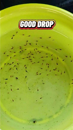 Sobrang dami! Trico red head balloon molly fry harvest #fishbreeding #aquarium #shorts