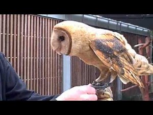 Behind the Scenes: Barn Owl Training | California Academy of Sciences