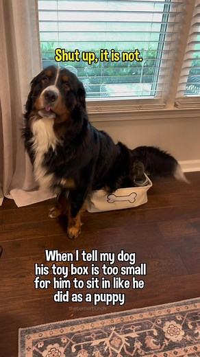 Creative Dog Toy Box Ideas for Your Pup's Entertainment