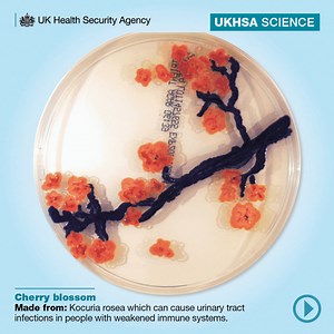 7.8K views · 17 reactions | Feeling cultured? Browse our gallery of bacterial beauty for #BSW25. 匿 Using samples from the National Collection of Type Cultures, our scientists have created living works of art using specimens that pre-date Picasso himself. ‍‍ | UK Health Security Agency | Facebook