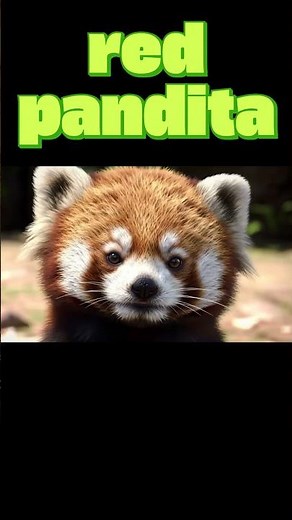 Meet the REAL Firefox: Adorable Red Panda Moments