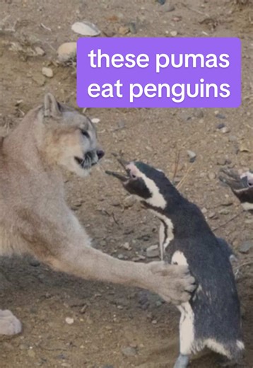 Understanding Puma Predation on Penguins in Marine Biology
