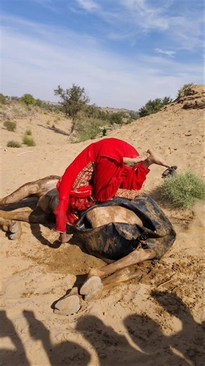 عروس في الصحراء تستمتع بوقتها بالقفز هنا وهناك بينما تبرد جملها.