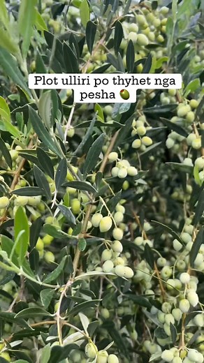 Do bie cmimi i vajit kete vit se kan ber plot ullinjt | Gatuaj Shendetshem