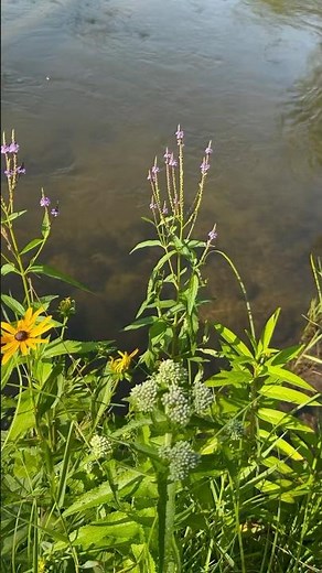 Blue vervain (verbena hastata) is a wetland loving host plant for the common buckeye butterfly.