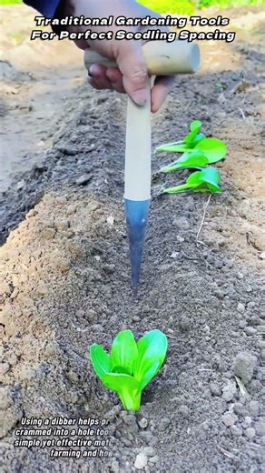 Traditional Gardening Tools For Perfect Seedling Spacing