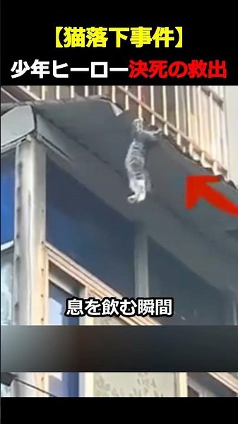 【子猫滑落の瞬間】その後の展開に涙