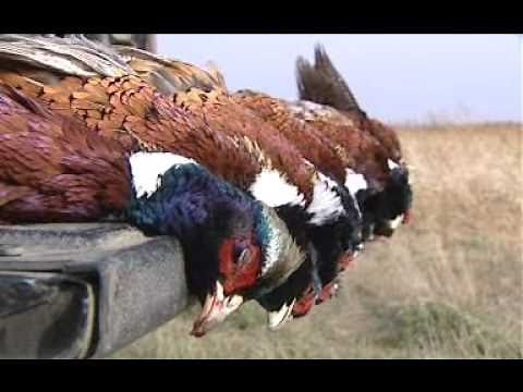 Experience South Dakota Pheasant Hunting | ScatterGun Lodge