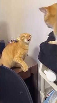 Grappige katten en honden die je dag zullen opvrolijken ❤️