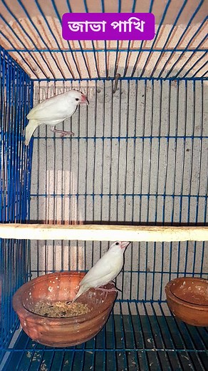 জাভা পাখি #fbreels23 #java_pakhi #javabirds | Bird Solution