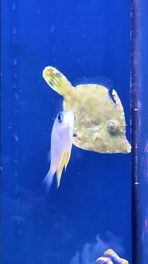 Acreichthys tomentosus 🐠 Le poisson qui mange les Aiptasia | Aquarium récifal