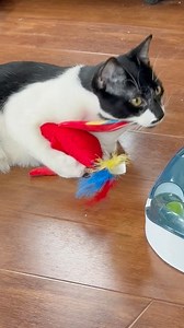 3.1K views · 153 reactions | Meet Kipp! Kipp is an adorable nine...