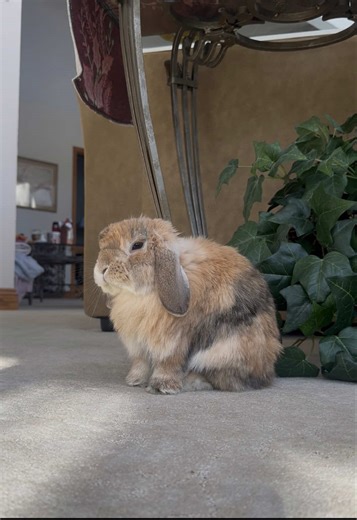 Adorable Bunny Moments That Will Melt Your Heart