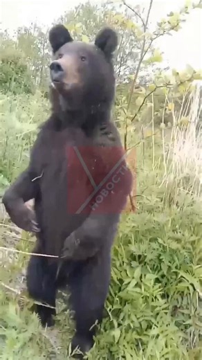 Real “overdid it” moment: waking up the morning after a fishing trip and finding this video on your phoneOn Sakhalin, a fisherman unexpectedly encountered a young bear that, apparently, became interested in the smell of fish.The predator followed the man for some time and even tried to touch his bicycle. Meanwhile, the fisherman calmly filmed the whole thing and tried to “talk” to the animal, asking it to leave.In the end, the bear backed off near the road by a landfill site and showed no aggres