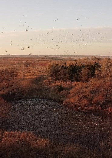 Understanding Mallard Ducks in Duck Hunting