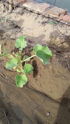 sabjiyo me rakh ka chidkav karne ke fayde/rakh ka chidkav kab kre/sabjiyo me kya daale #agriculture