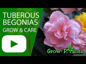 Tuberous begonias - grow & care (Also as Houseplant)