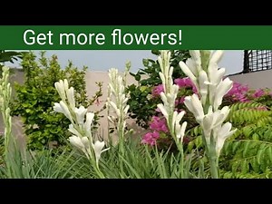 Tuberose care tips | How to bloom your tuberose | Best fertilizer for tuberose