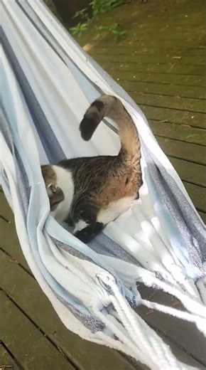 Neighbor's Cat Gets Cozy In Hammock || ViralHog