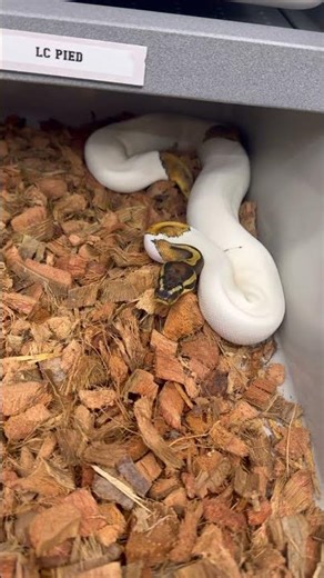 Black magic 🪄 ##viralvideo #ballpython #snake #lc #blackmagic