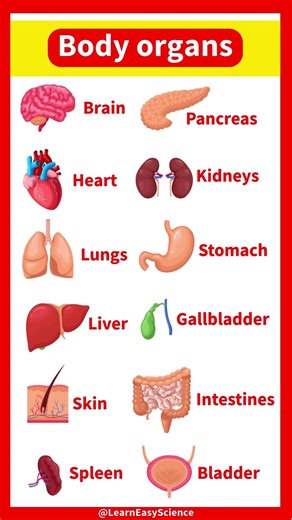Major organ functions & anatomy 👫| Quick & easy learning video #education #biology #english #organs