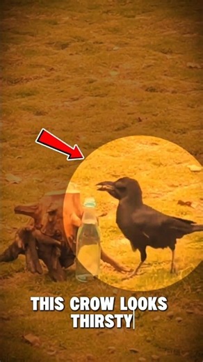 WELL the myth is definitely true #kindness #animals #crow #stories