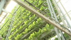 Singapore backs vertical farms