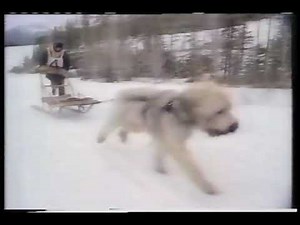 NBC Stone Fox Special (1987)