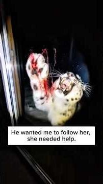 The Snow Leopard Asked Him to Save Her Babies 🥺❄️ #shorts