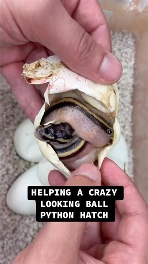 Helping A Baby Ball Python HATCH!