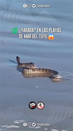 📻 NdR Radio FM 103.9 on Instagram: "🐍 SI TIENE TOBILLERA, YA SABEN QUIÉN ES... 👀 Si bien el video no corresponde a #MarDelTuyú, el caso puede suscitarse -extrañamente- en la región ya que la especie es autóctona. De ser así, dar aviso inmediato a las autoridades, ya que la yarará es una serpiente venenosa cuyo antídoto es de muy difícil acceso en la región. ℹ️ La forma más sencilla de diferenciarla de la falsa yarará -no venenosa- es por el patrón definido de sus escamas y la forma triangular