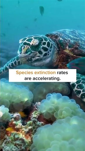 📌Environmental problems English Vocabulary✅Deforestation destroys crucial wildlife habitats ✅Pl