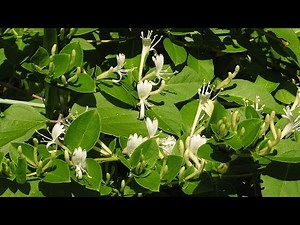 『忍 冬(すいかずら)』因幡 晃(歌詞付き)