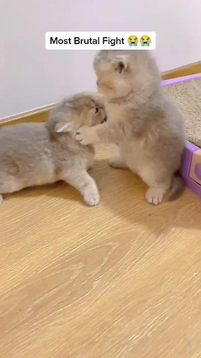 Cutest Kitty Fight of all time#catsoftiktok #kittensoftiktok #funnycat #cutekitten #kittenfight | Beautiful cats