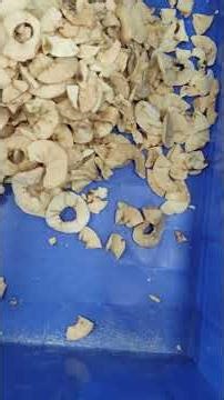 APPLE RING OPTICAL SORTING