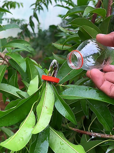 Multiply Plants Easily: Creative Gardening for More Fruits