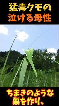 [Slow-paced explanation] The maternal instincts of the most venomous spider in Japan, the Kabaki ...