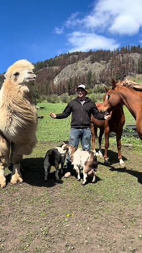 Meet the KalCamCrew #crew #fyp #farmlife #camel #animals | farm animals