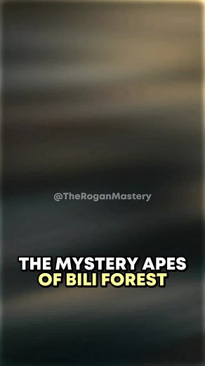 Mystery of Bili Forest: Giant Bondo Apes Unveiled